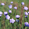 Flax Linseed 